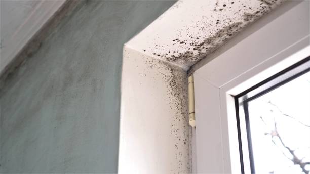 Best Attic Mold Removal  in Portage Lakes, OH