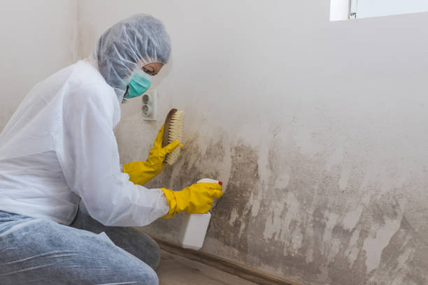 Best Mold Damage Repair  in Portage Lakes, OH