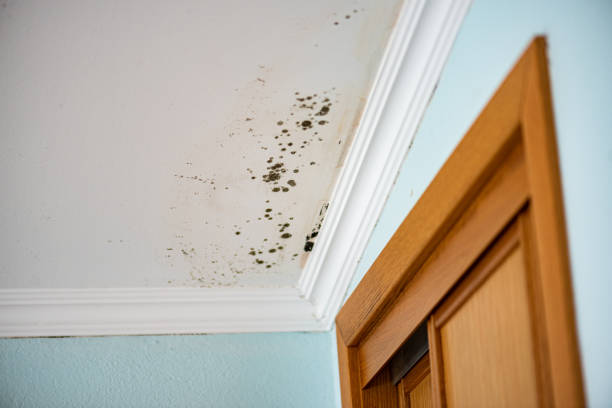 Attic Mold Removal in Portage Lakes, OH