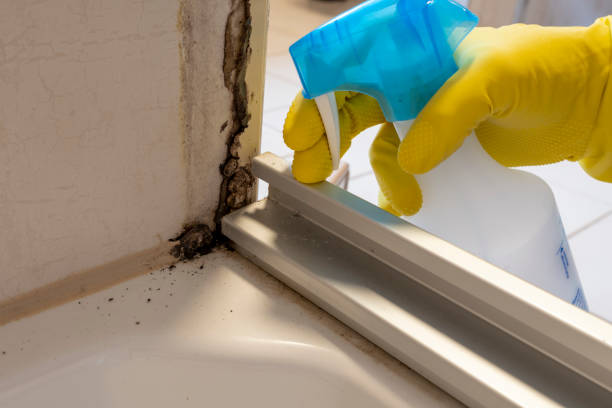 Best Mold Removal and Inspection  in Portage Lakes, OH