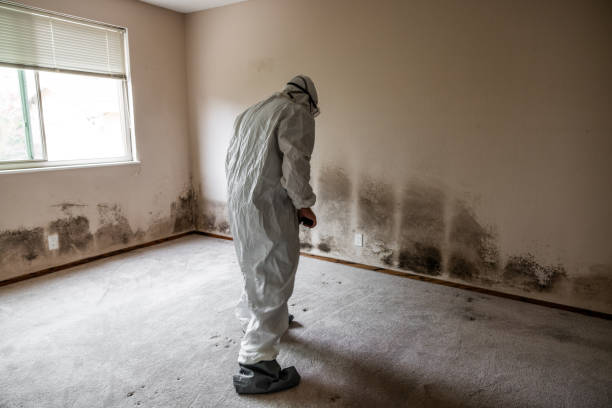 Best Mold Remediation  in Portage Lakes, OH