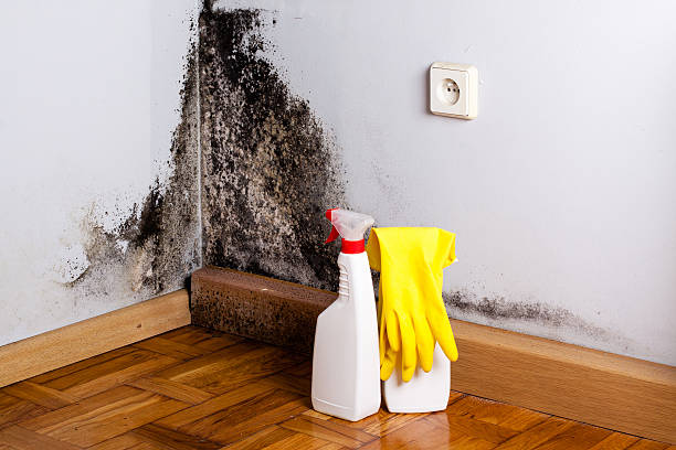 Best Mold Cleaning Services  in Portage Lakes, OH