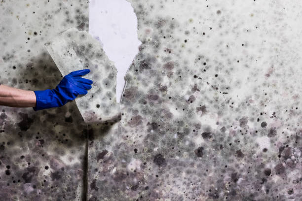 Best Mold Testing  in Portage Lakes, OH